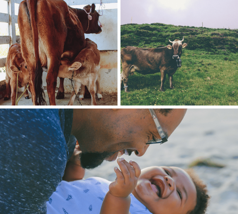 Unlock the Power of Colostrum: Mother Nature's First Superfood!