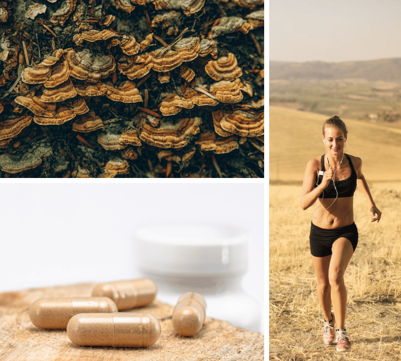 Feather Your Wellness Nest with the Best Turkey Tail Mushroom Supplements!