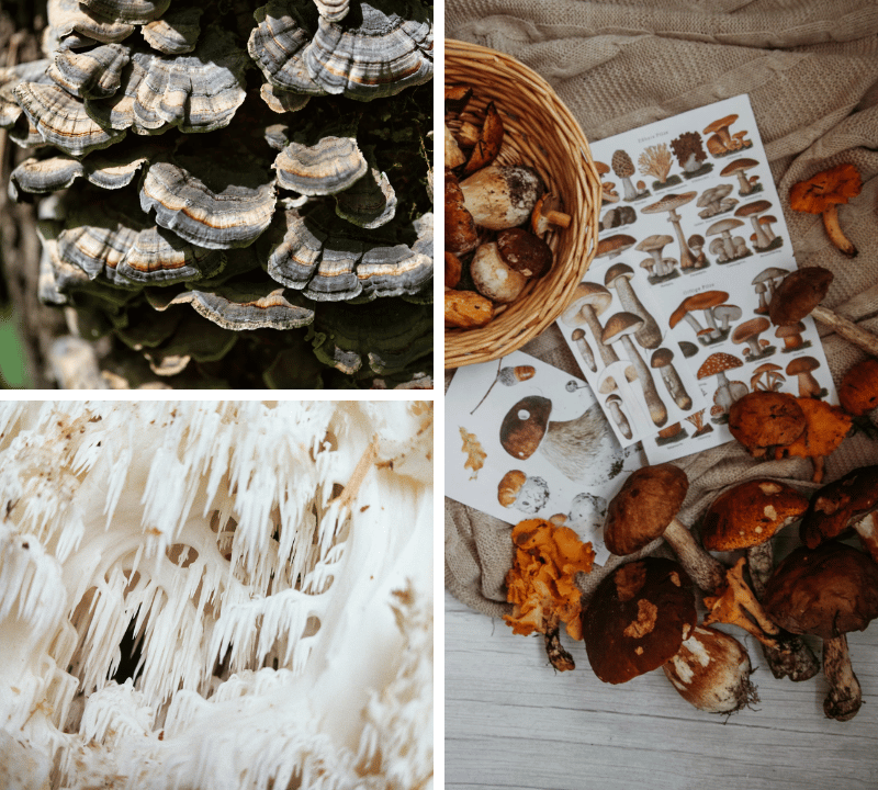 Exploring the Benefits: Why Are Mushroom Supplements Becoming So Popular Today?