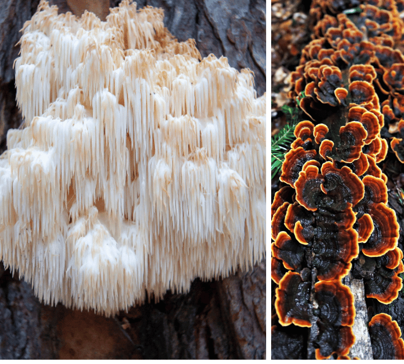 Comparing Medicinal Mushrooms: Is Turkey Tail Better Than Lion's Mane?