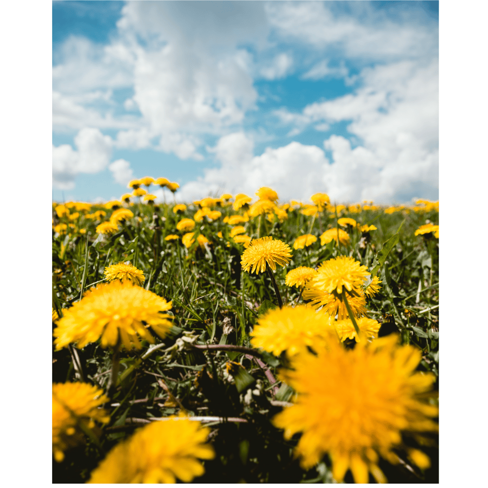 Dandelion's Secret Life: Home Remedies Beyond the Lawn