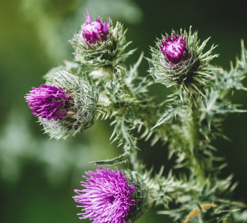 Digging Deeper: Is Milk Thistle Actually Good for Your Liver? Unveiling the Herbal Mysteries!