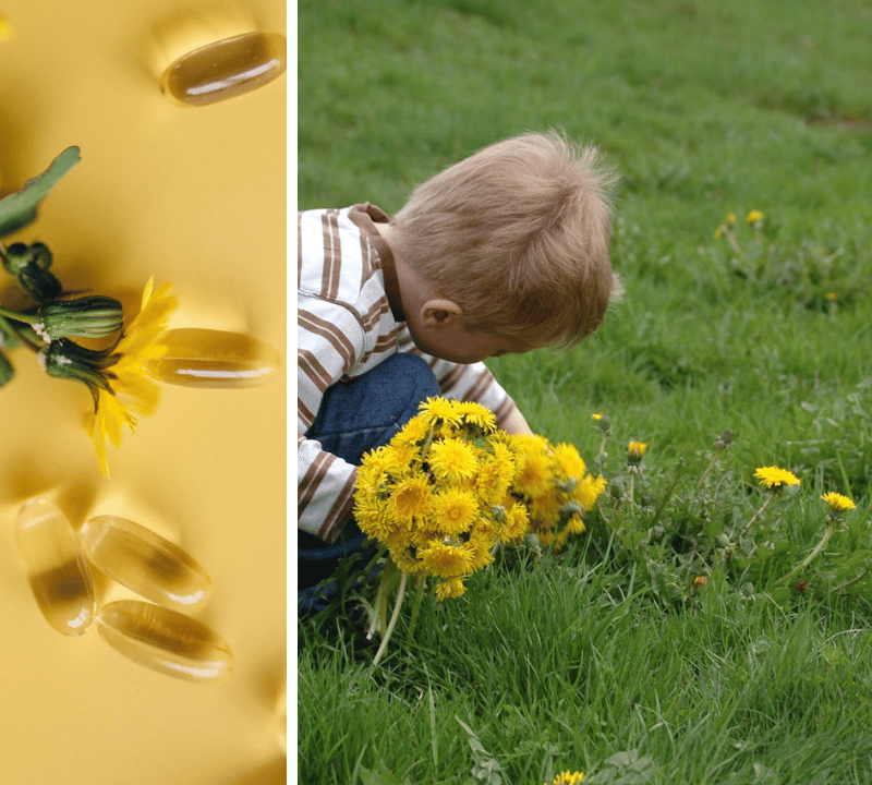 Beyond the Weed: The Stunning Health Benefits of The Best Dandelion Supplements