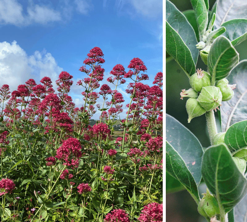 Is Valerian or Ashwagandha Better? A Comprehensive Comparison