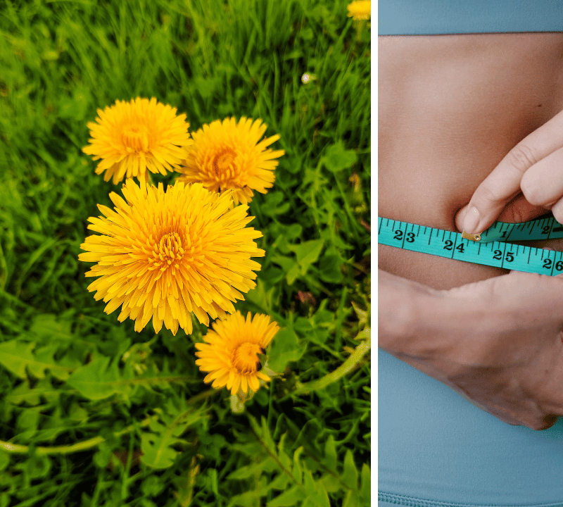 Does Dandelion Reduce Belly Fat? Benefits and Tips for Weight Loss