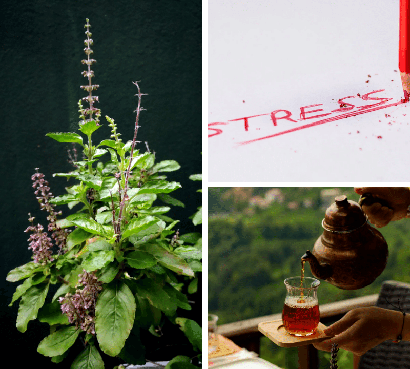 From Stress-Busting to Immunity: A Guide to the Best Holy Basil Supplement