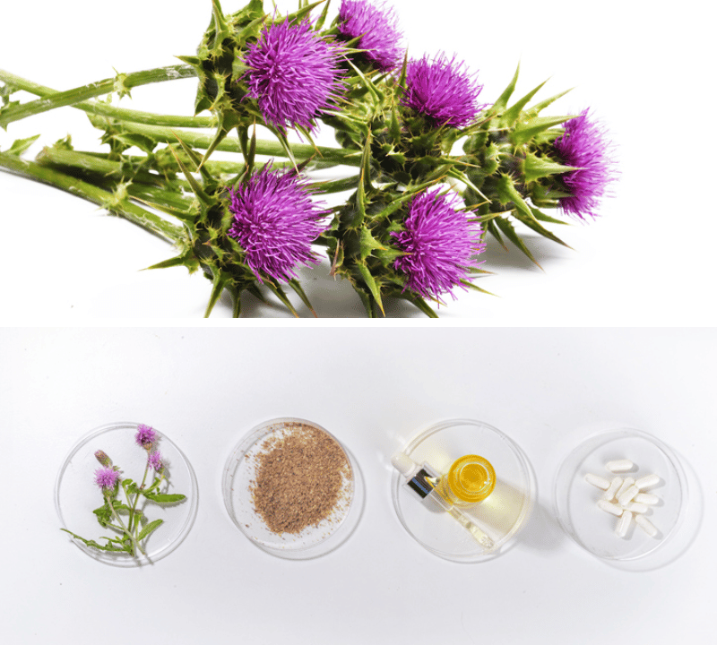 Unlocking Nature’s Secret: What is the Most Effective Form of Milk Thistle Supplement?