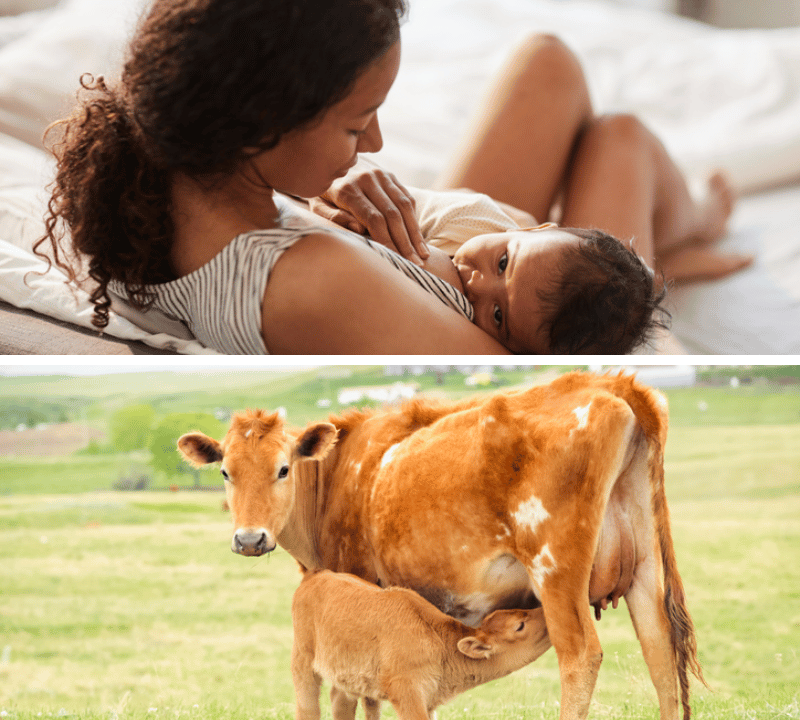 Unveiling the Power of Colostrum Supplements: Do They Truly Work?