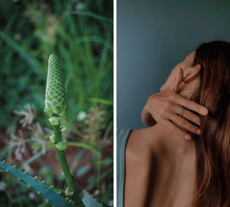 Top Picks: Finding the Best Horsetail Supplement for Optimal Health and Wellness