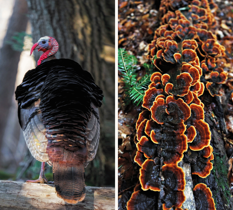 Do Turkey Tail Supplements Work? Uncovering Their Potential Health Benefits