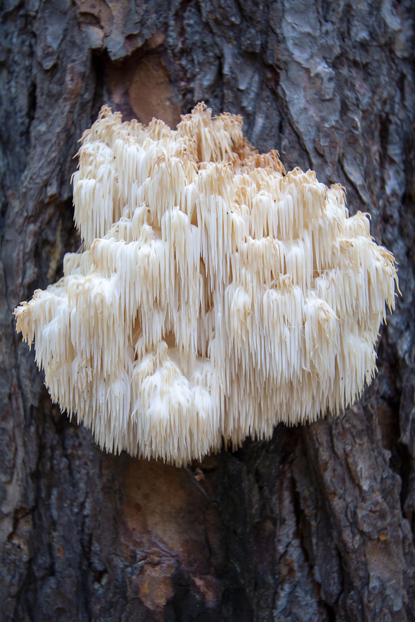 Is Lions Mane Worth It? Unveiling the Mysteries of This Medicinal Mushroom