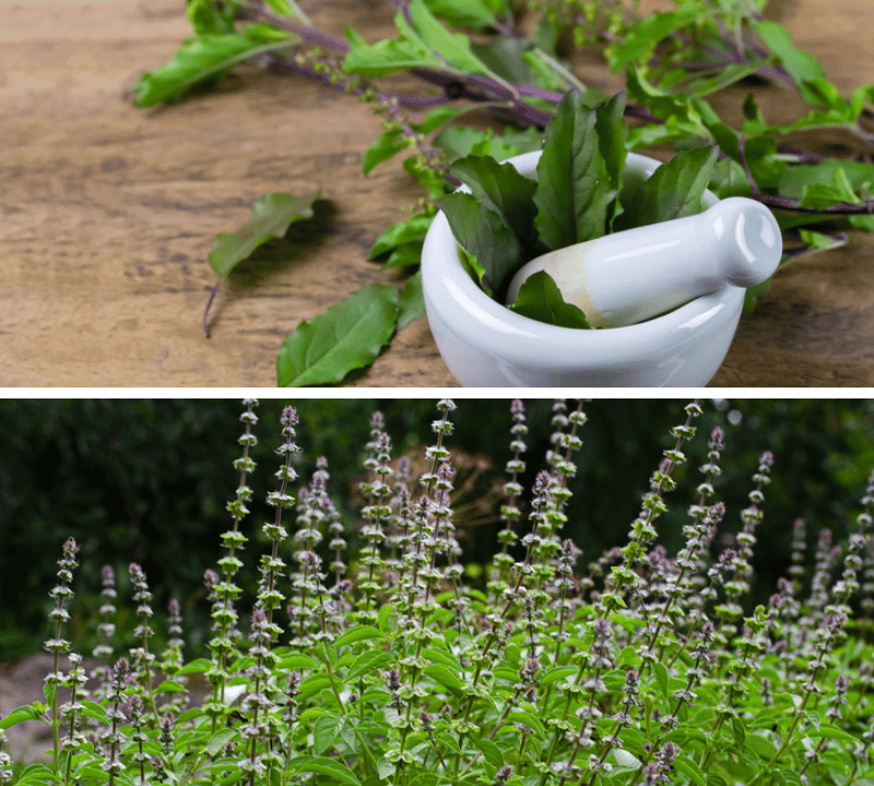 Is Holy Basil Worth It? A Deep Dive Into Its Health Benefits and Risks